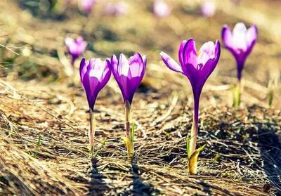  سیل گل‌ها در کویر؟زعفران، تریکاله و کینوا؛ نجات‌بخش بی‌آبی ایران!