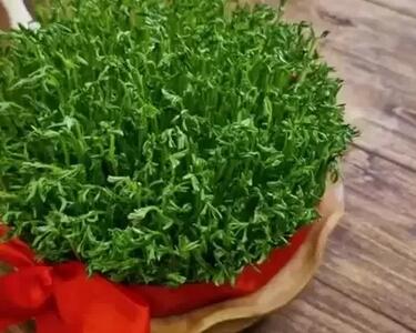  آموزش کاشت سبزه عدس در ۹ روز / سبزه زیبا با عدس برای سفره هفت سین !