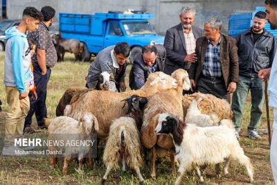  بازار خرید و فروش دام در آستانه عید قربان در اردبیل