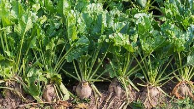 سیاستهای ارزی دولت تولیدات کشاورزی را به صرفه کرد