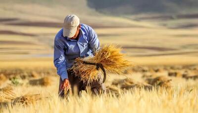  آغاز کشت گندم/مطالبات گندمکاران کی‌ پرداخت می‌شود؟